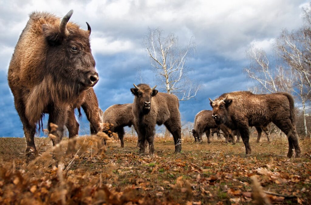 Bison herd