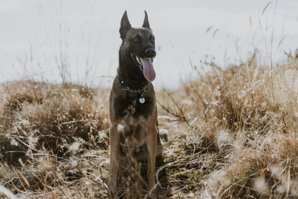 Belgian Malinois 