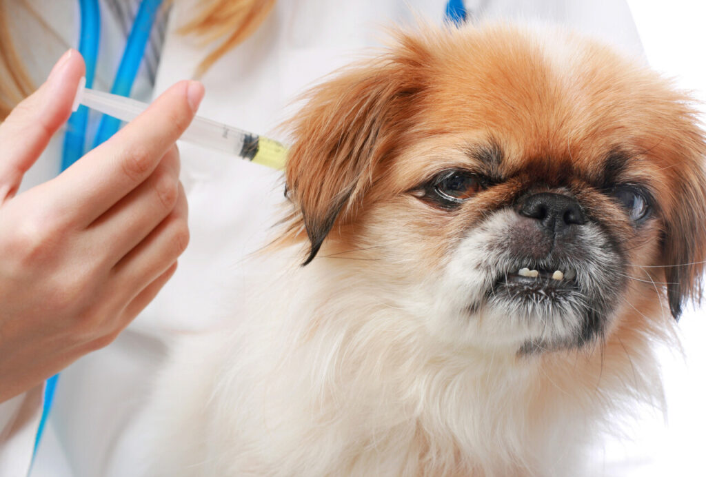 Lyme Disease Vaccination