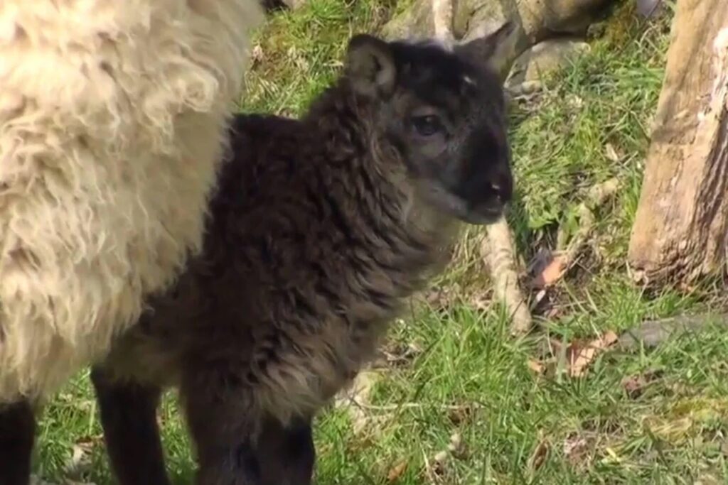 Graisin A sheep-goat hybrid is extremely rare