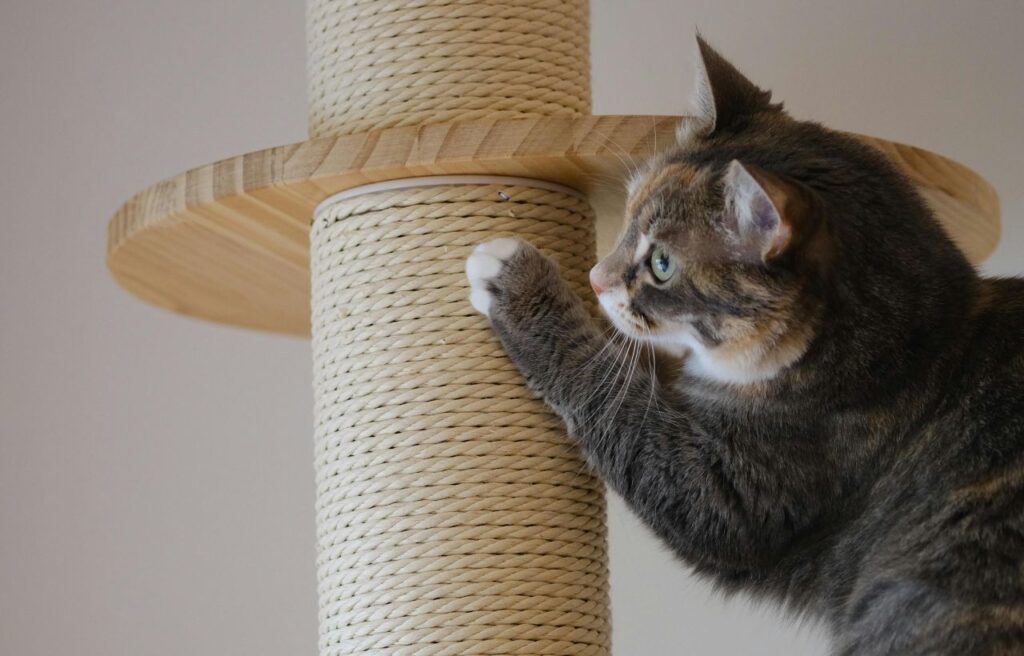 Cat scratching a sisal-wrapped post.