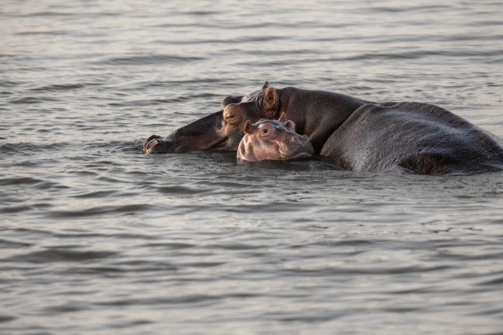 Juvenile Hippo with its parent