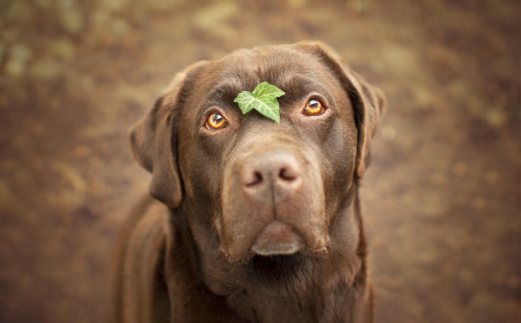 Adorable Labrador