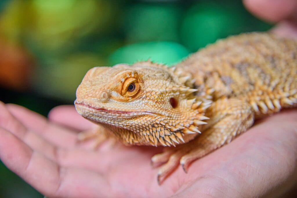 Bearded Dragons