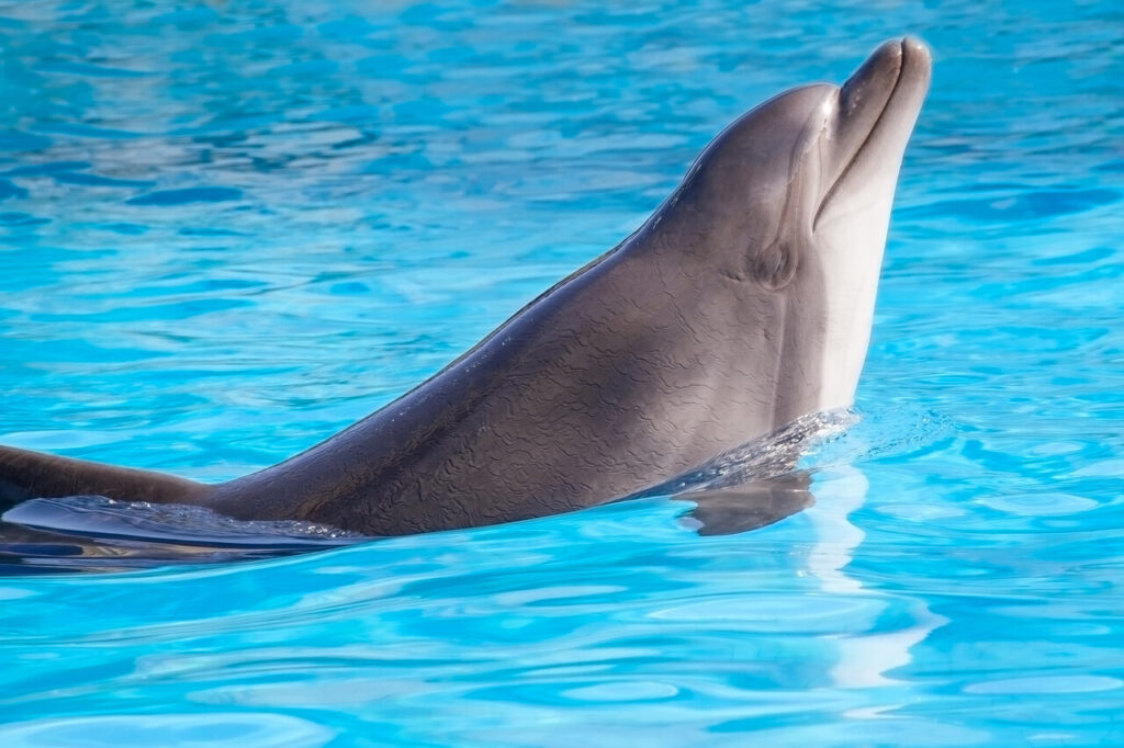 Dolphin