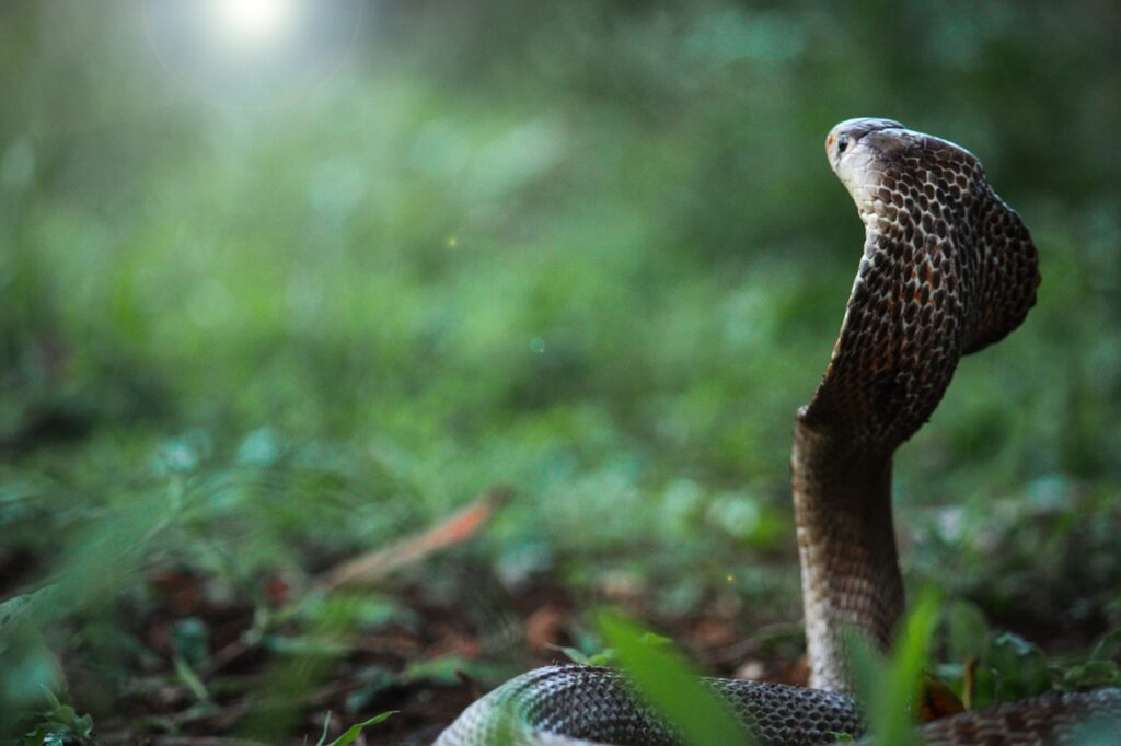 A King Cobra in the wild
