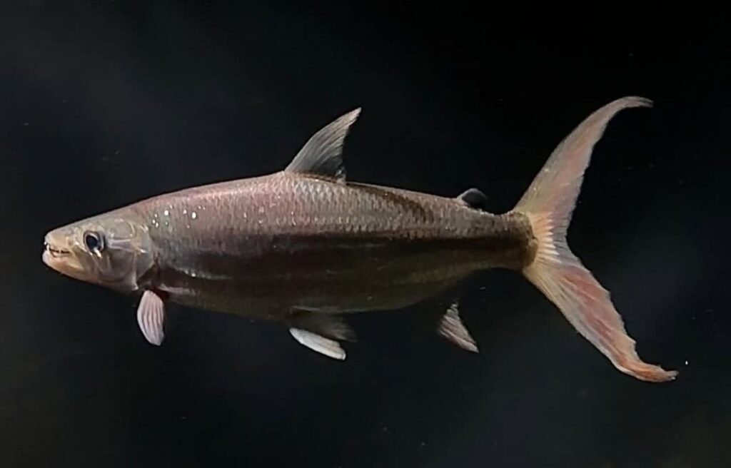 African tigerfish with long tail in dark water.