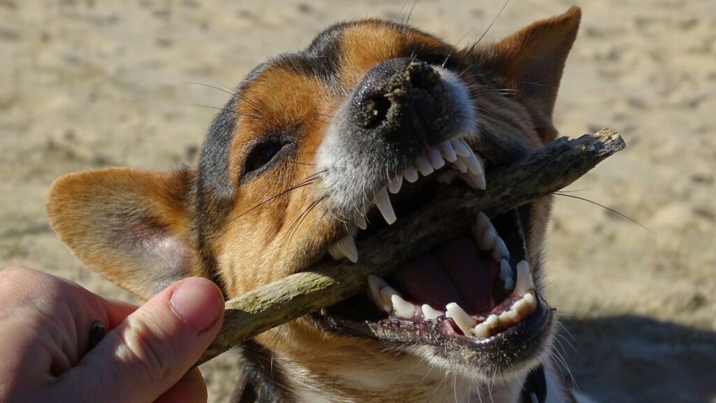 Dog Dental health