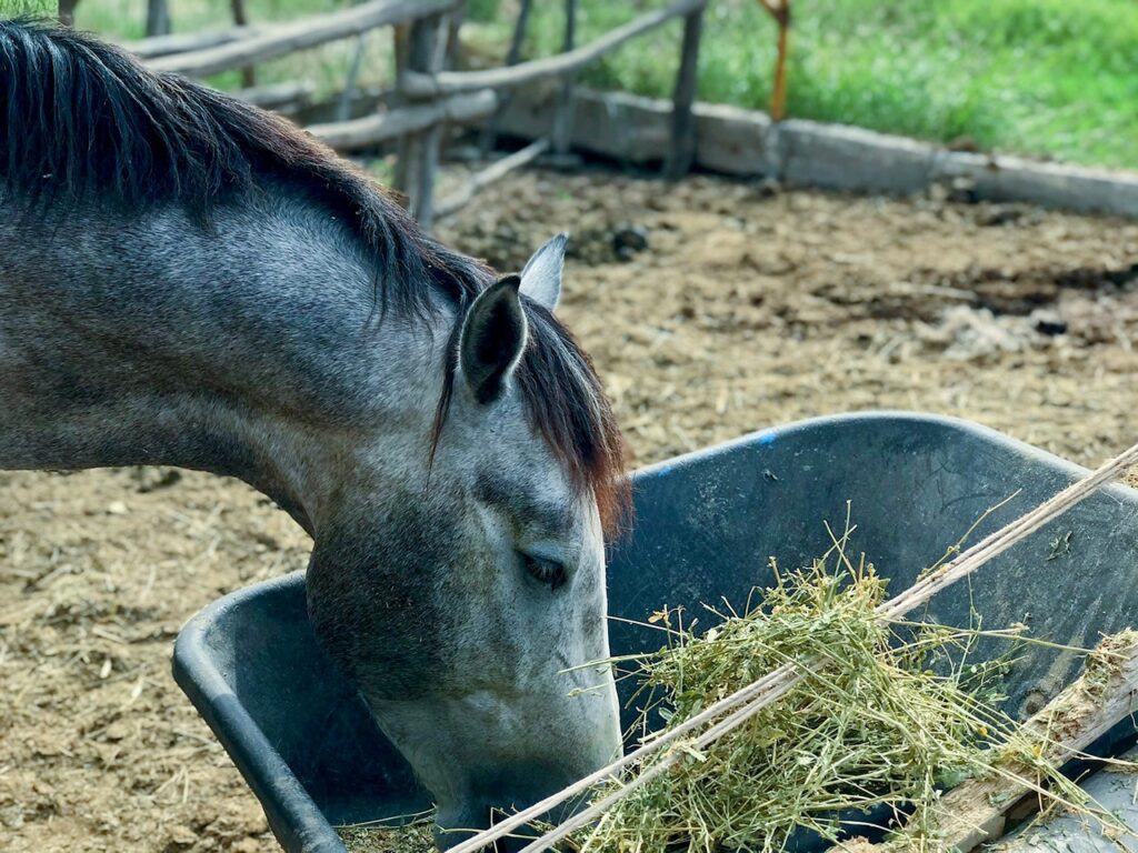 Horse Eating