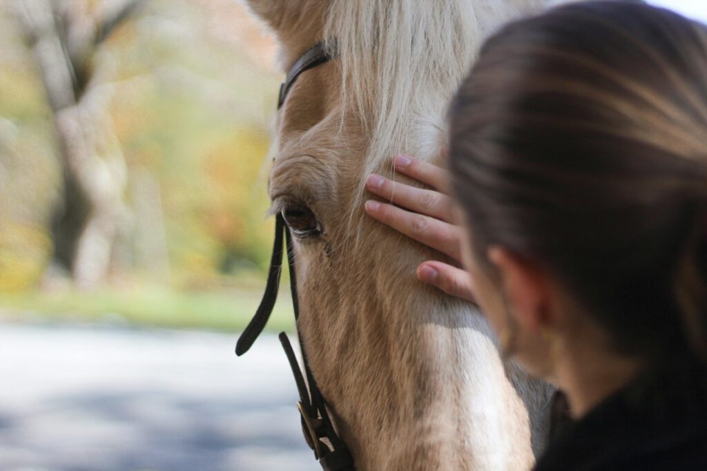 Horse with owner