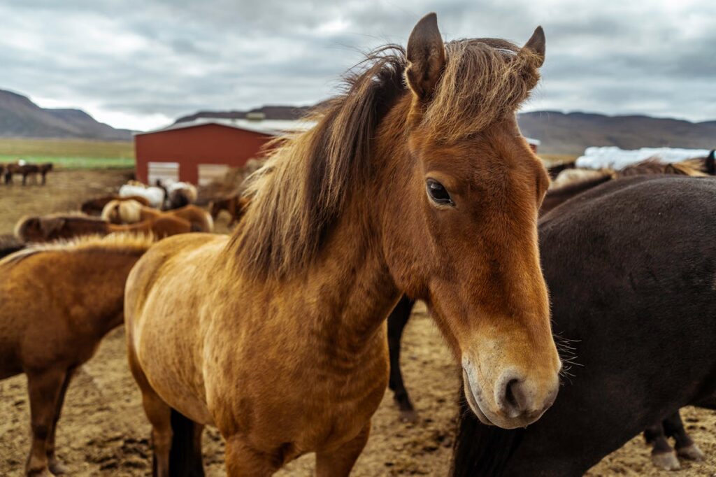Icelandic Horse