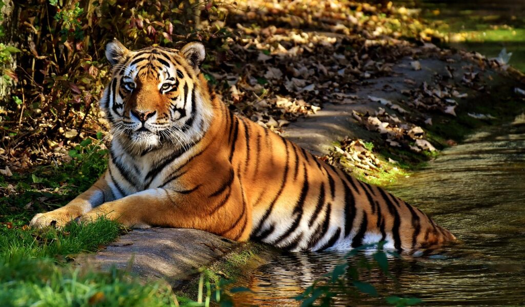 Tiger coming out of water