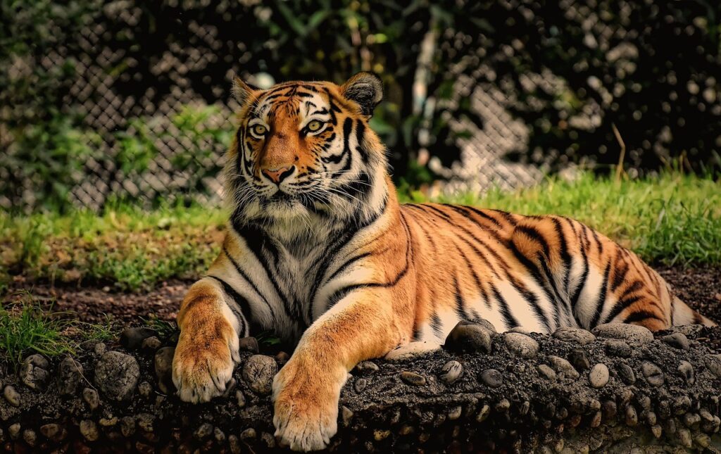 Tiger resting