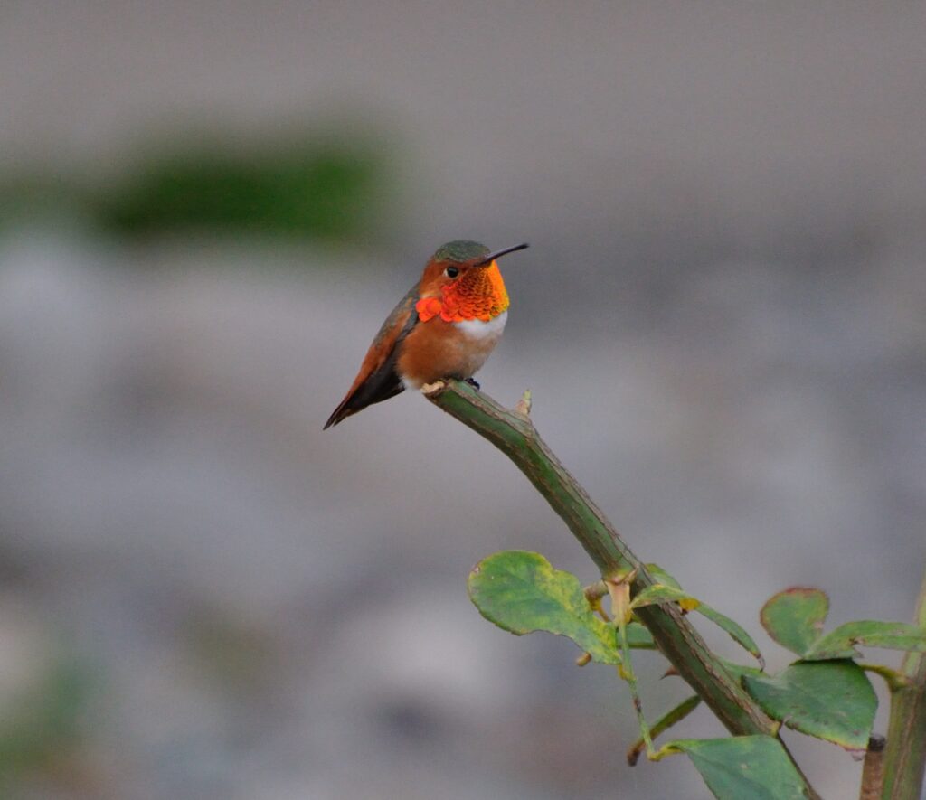 Allen's_Hummingbird_Selasphorus_sasin_(32078170204)