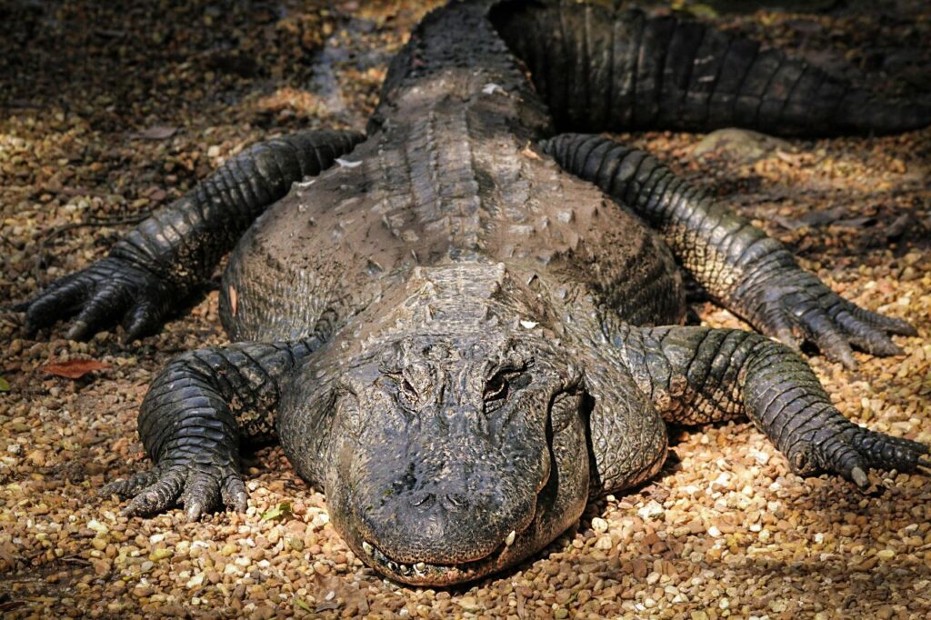 Alligator