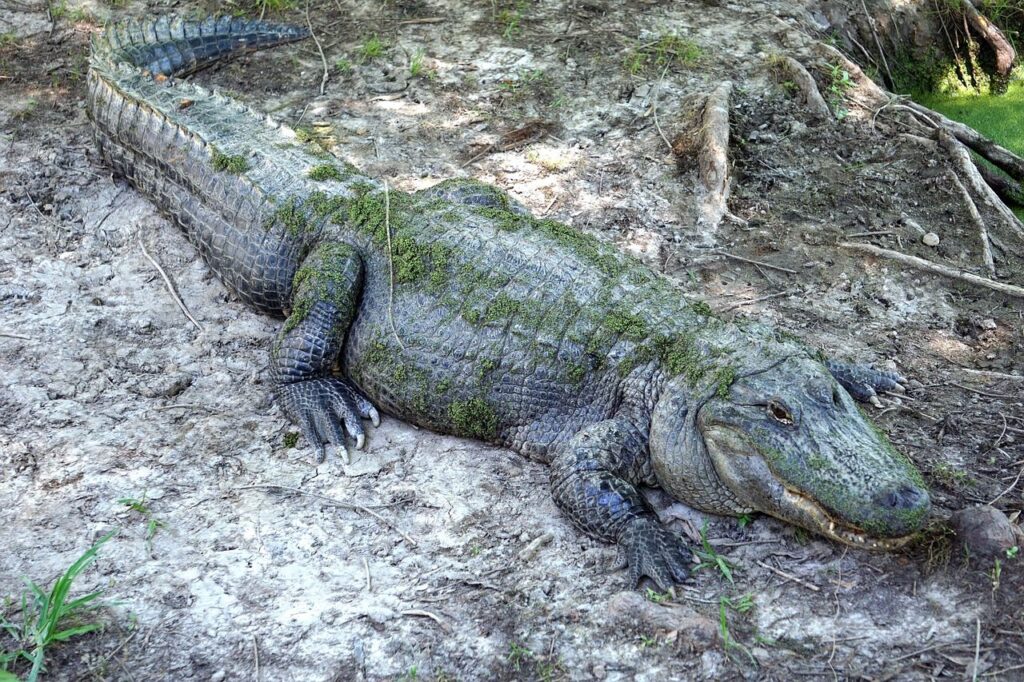 Alligator