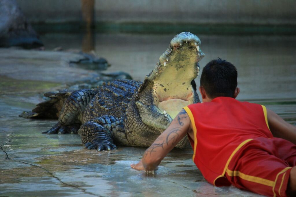 Alligator