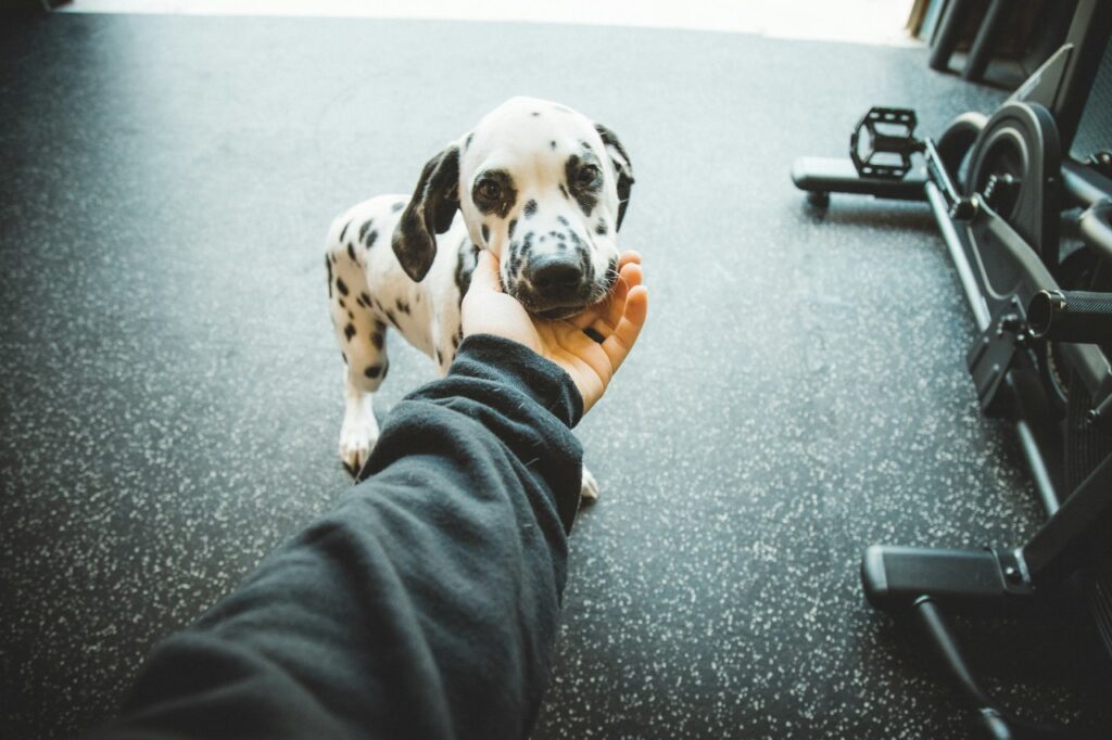 Petting a dog