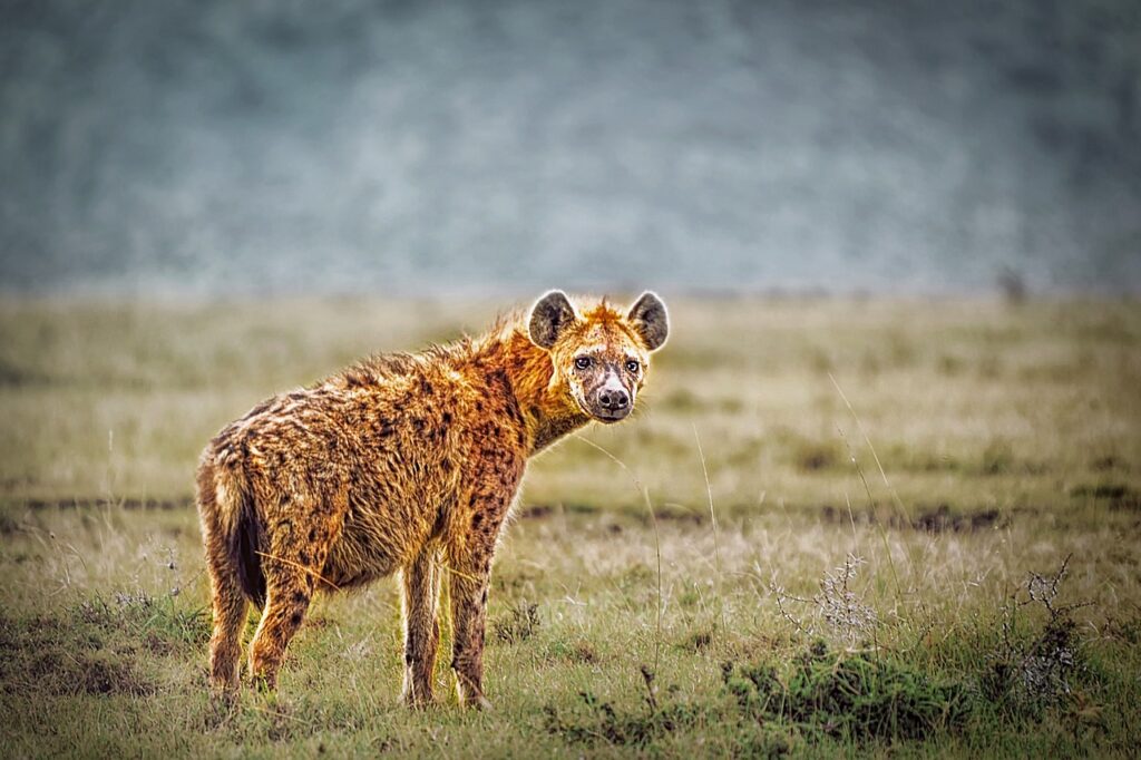 Hyena in the wild