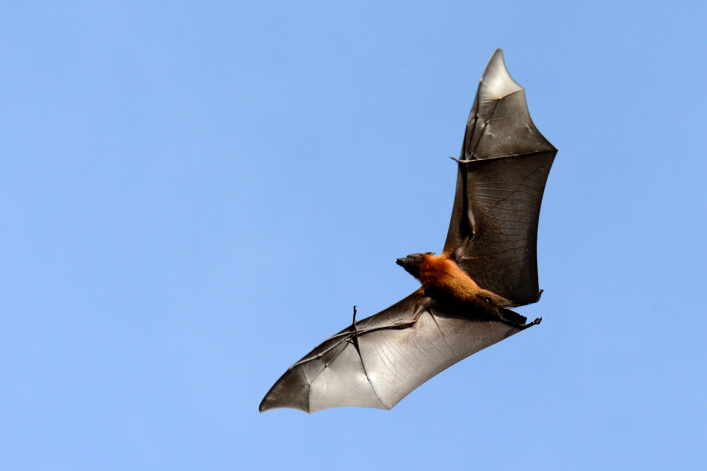 Bat Echolocation Is Like Super-Sonar