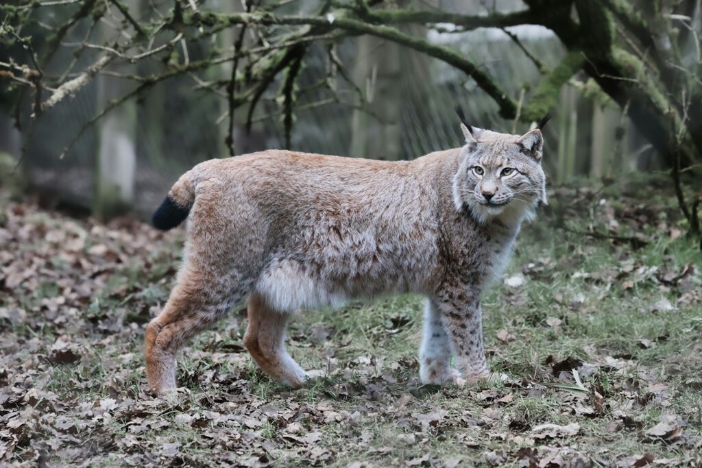 Bobcat