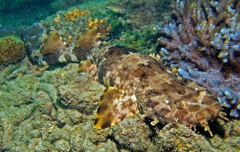 An Ornate Wobbegong
