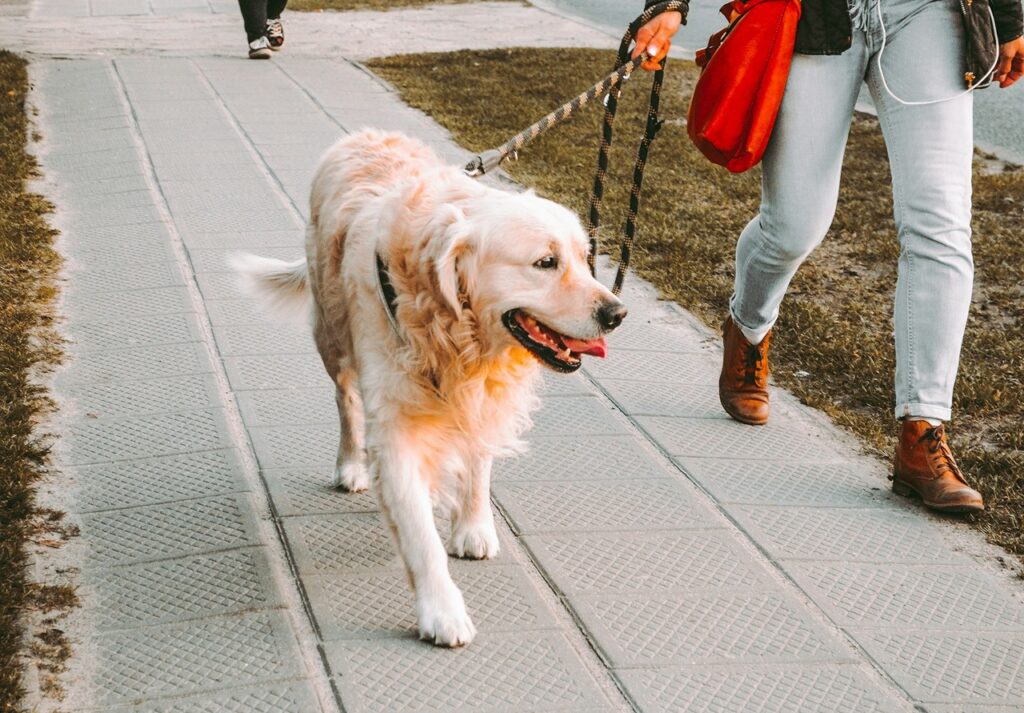 Dog Walk