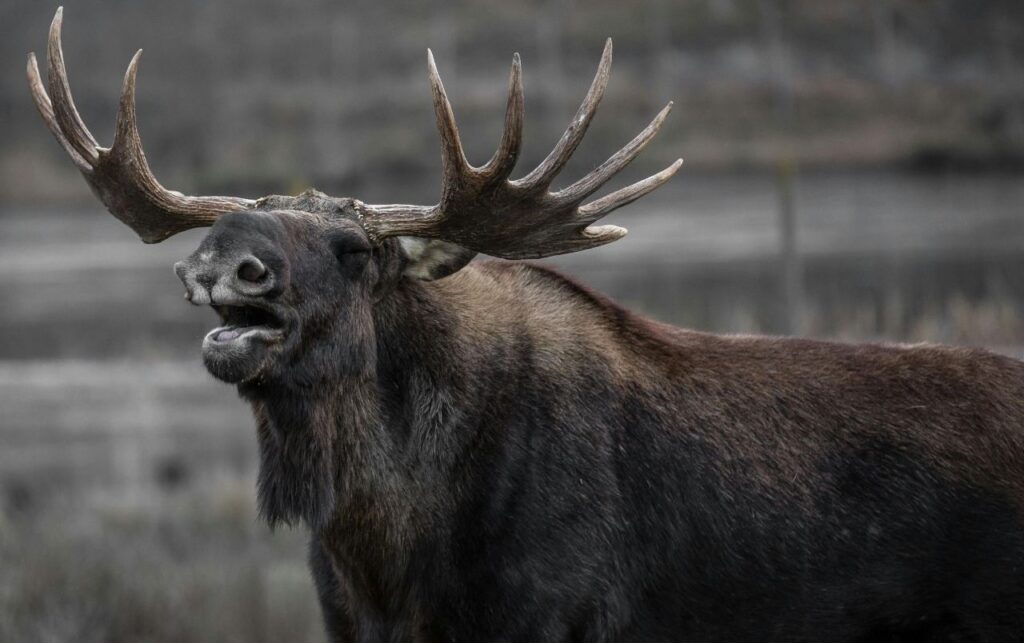 Angry Moose