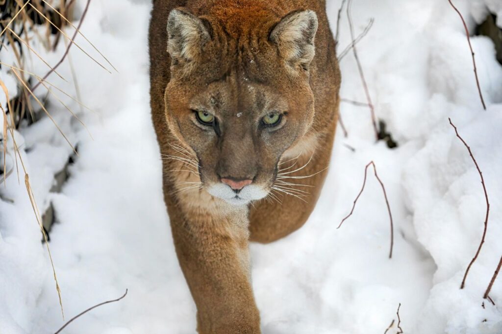 Angry Mountain Lion