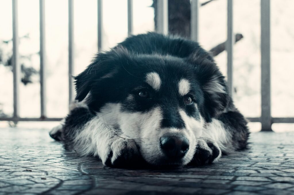 Bored Dog