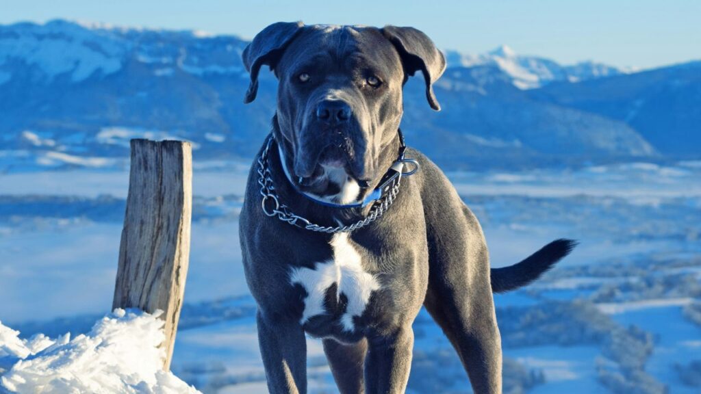 Guard Dog