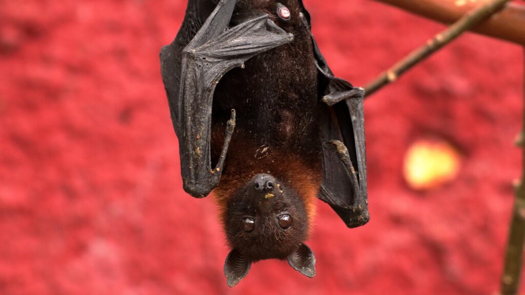 A Bat hanging from a tree