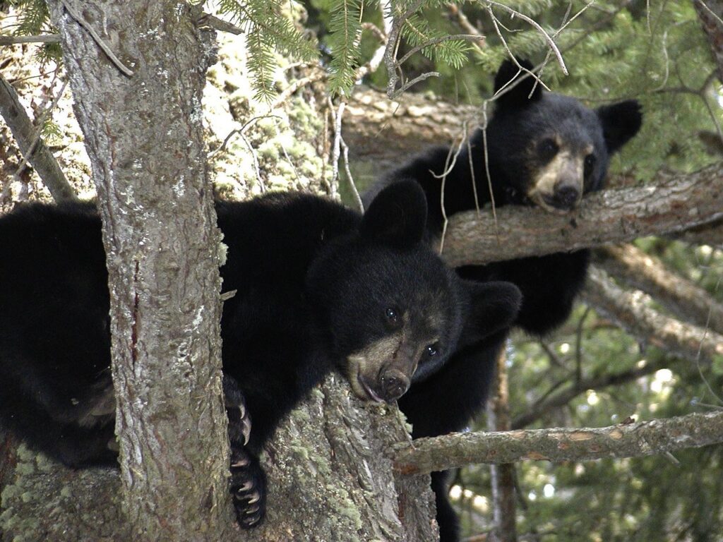 Black Bear clubs