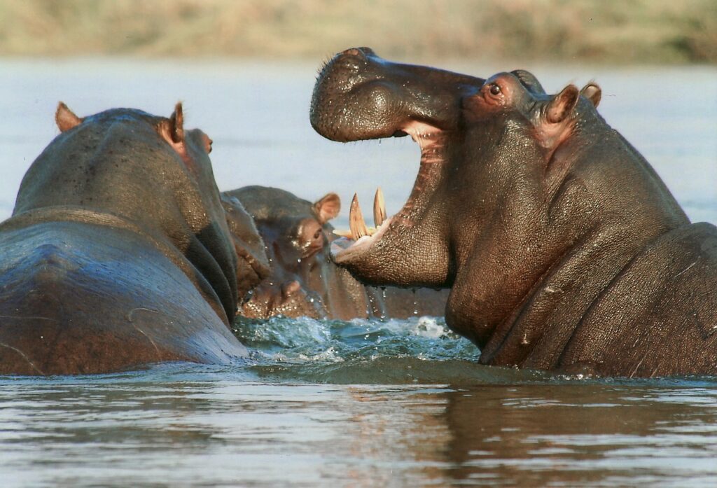 Hippo aggression