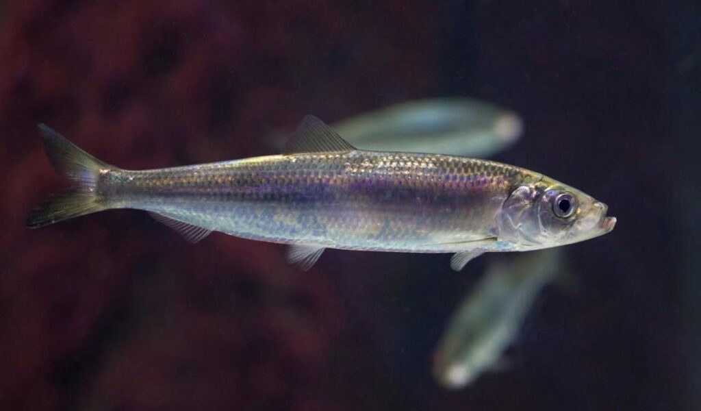 Atlantic herring swimming in dark water.