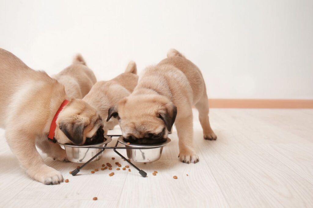 Puppy feeding schedule