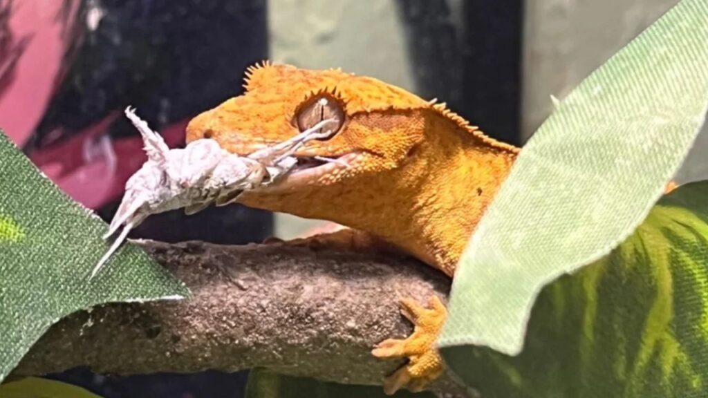 Crested Gecko eating
