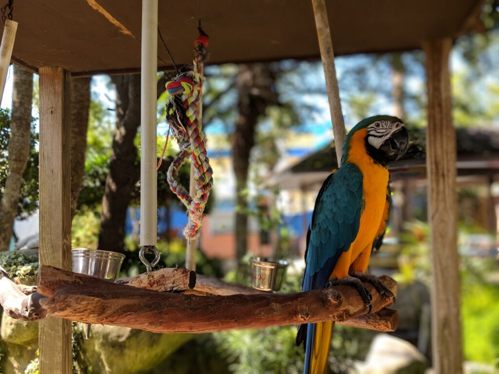 Macaw In Aviary