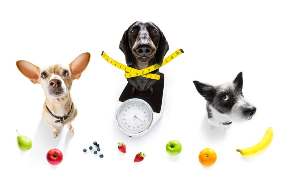 10 Expert Tips on Maintaining a Balanced Diet for Growing Puppies