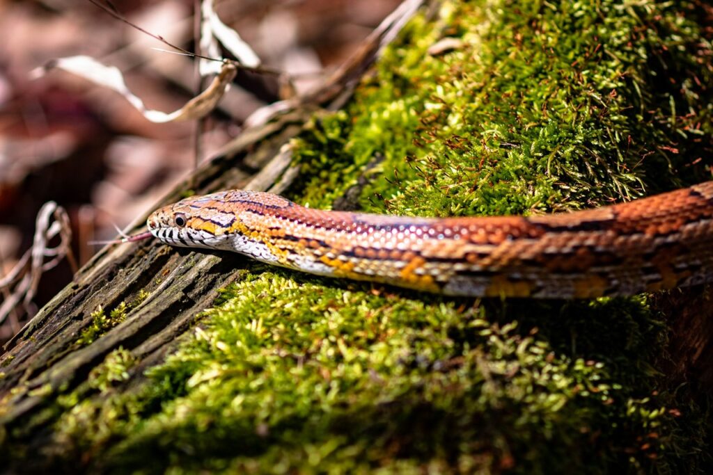 Pet snake