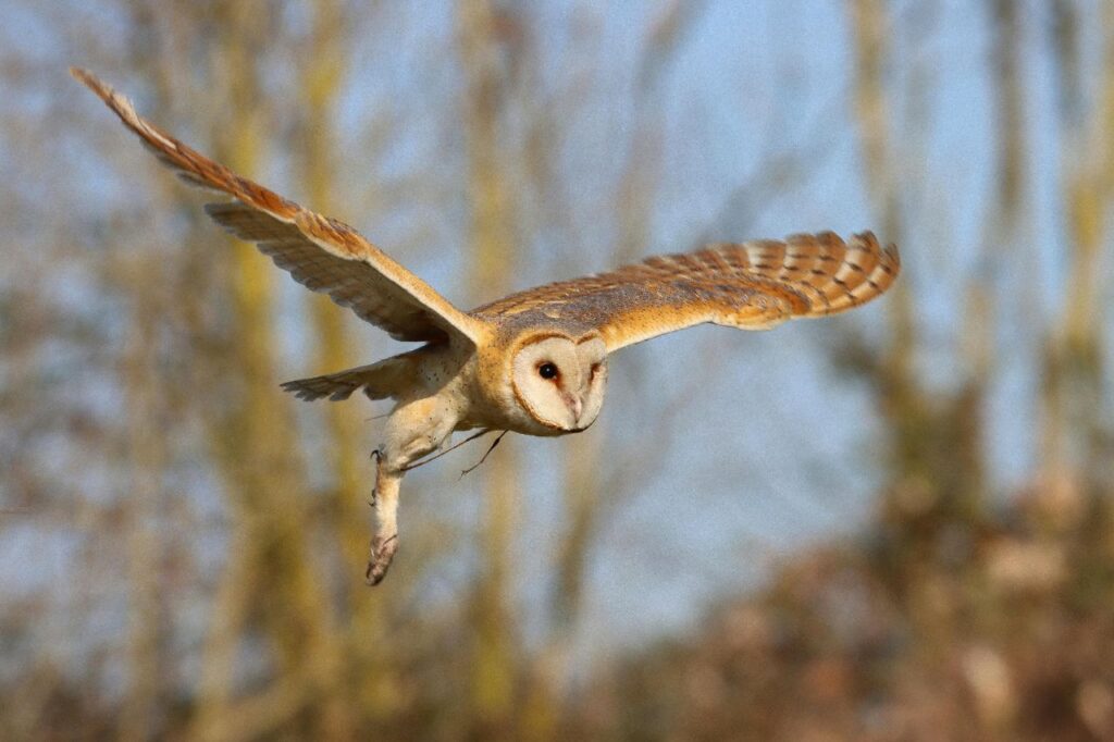 Barn Owl