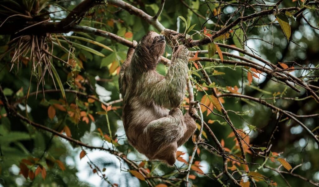 Sloth on thin branches with autumn leaves