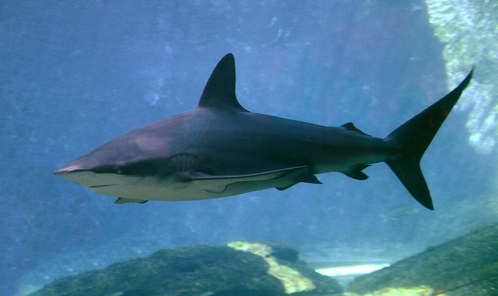 dusky shark