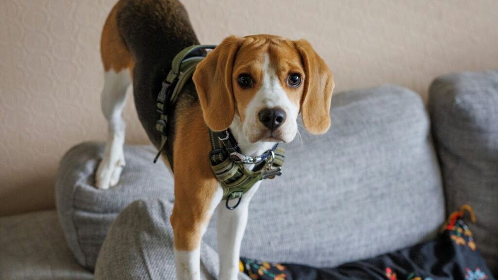 Beagle