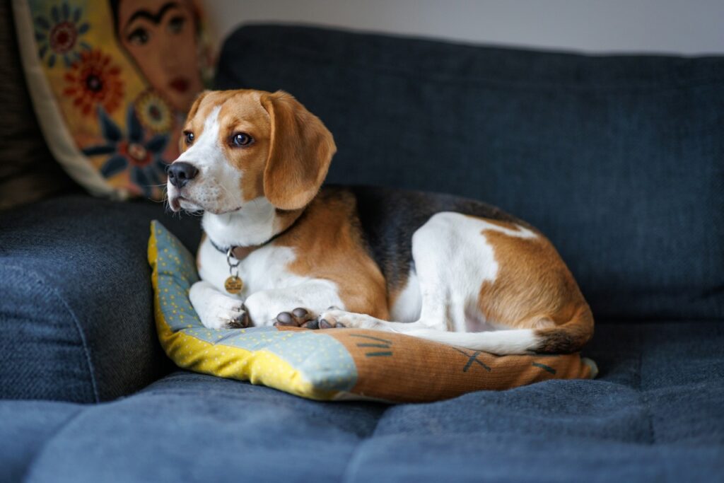 Beagle