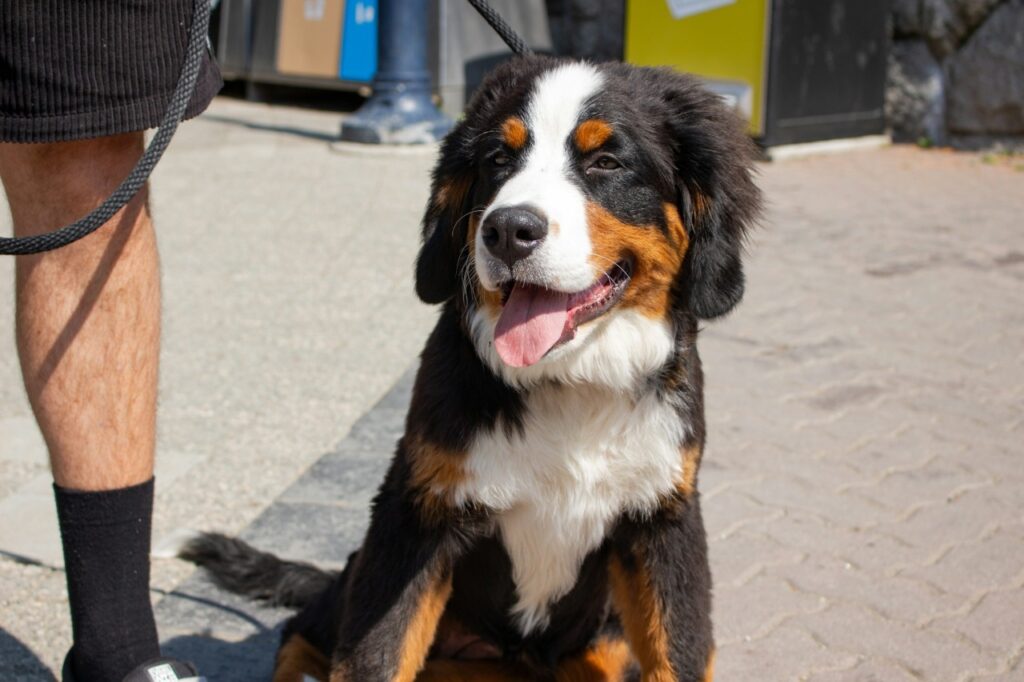 Bernese Mountain Dog