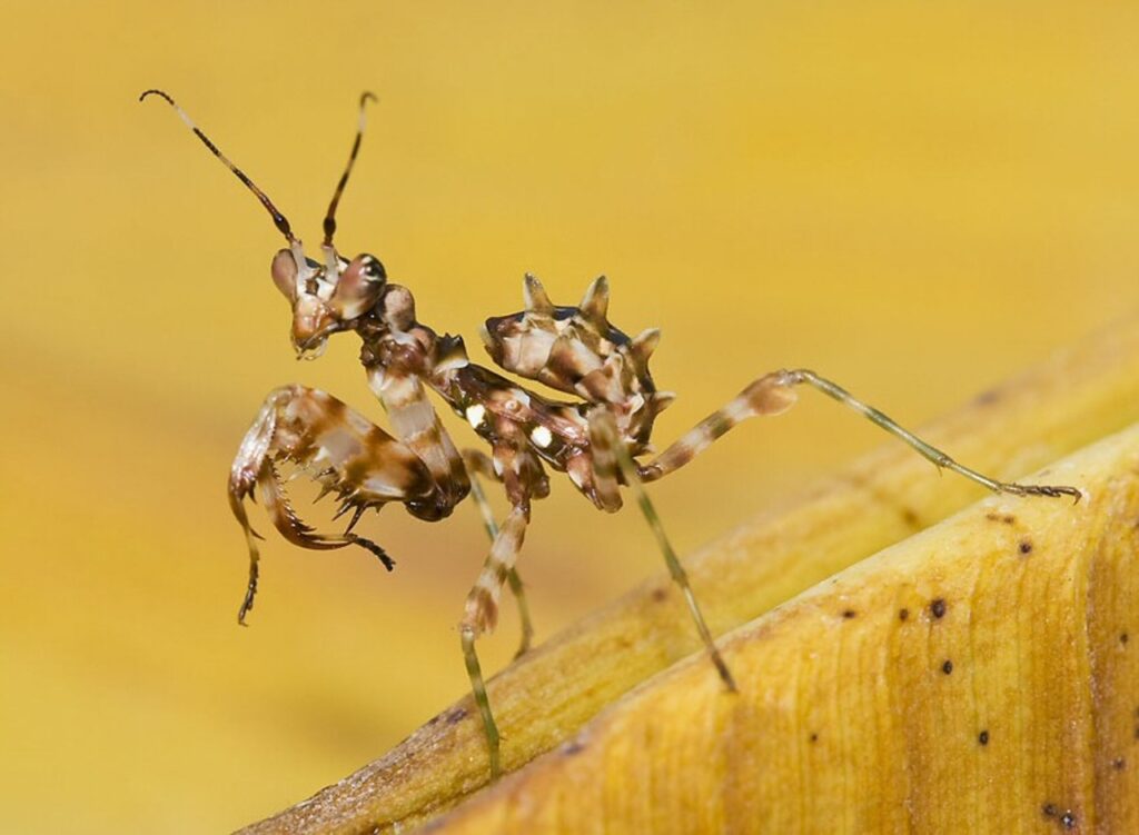 A Flower Mantis