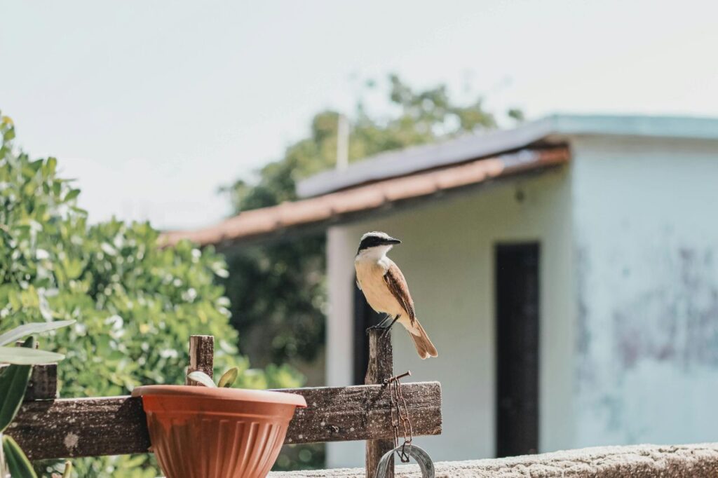 Bird sitting on a ranch