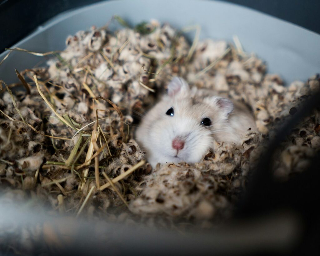 Hamster Hiding