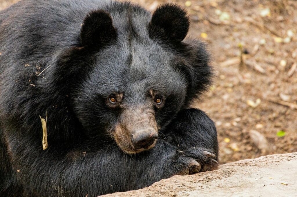 Black Bear